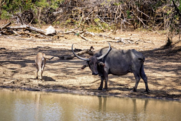 Buffalo with calf at the water in the wilderness, accompanied by dense trees, water buffalo (Bubalus bubalis) at a waterhole in Yala National Park Sri Lanka