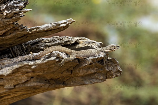 Lizard resting on a tree trunk in a natural environment, dwarf mulga dragon (Varanus gilleni) in Yala National Park Sri Lanka