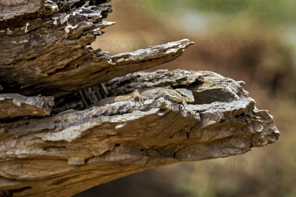 Lizard in camouflage on a tree trunk in a natural environment, dwarf mulga dragon (Varanus gilleni) in Yala National Park Sri Lanka