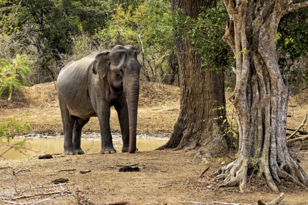 An elephant leans against a tree in the forest, the ground is dry and the elephant appears calm in the shade, Sri Lankan elephants (Elephas maximus maximus) in Yala National Park Sri Lanka