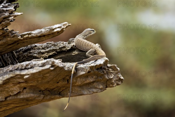 Lizard on a tree trunk in a natural environment, dwarf mulga dragon (Varanus gilleni) in Yala National Park Sri Lanka
