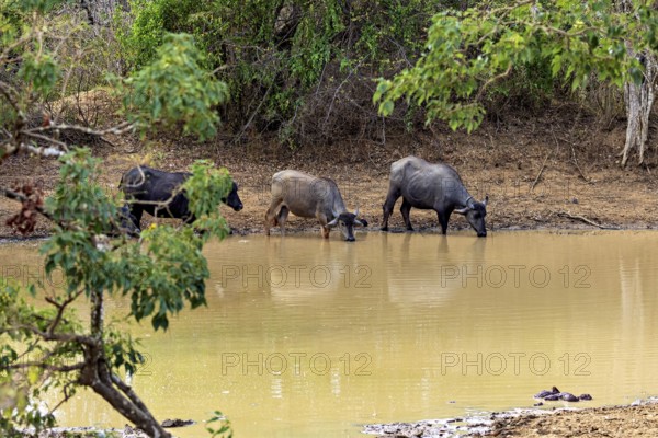 Three buffaloes drinking at the river bank surrounded by trees, harmonious natural scene, water buffaloes (Bubalus bubalis) at a waterhole in Yala National Park Sri Lanka