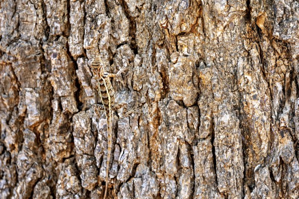 A lizard camouflages itself on brown, textured tree bark, Oriental garden agama (Calotes versicolor) in Yala National Park Sri Lanka