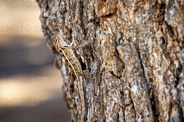 A lizard moves sideways on a tree bark, Oriental garden agama (Calotes versicolor) in Yala National Park Sri Lanka