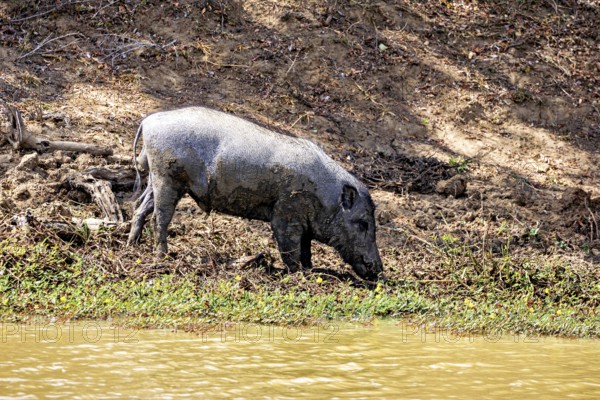 A wild boar stands on a muddy bank in the shade, surrounded by natural surroundings, A Sri Lanka wild boar (Sus scrofa scrofa ribbonfish) in Yala National Park Sri Lanka