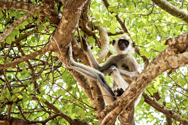 A monkey sits in a tree full of green leaves, surrounded by strong branches. The scene appears peaceful and natural, Hanuman langur (Semnopithecus priam thersites) in Yala National Park Sri Lanka
