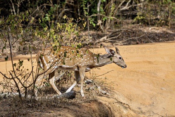 A single deer moves cautiously through the hedges along the sandy path, Axis deer (Chital) at a waterhole in Yala National Park Sri Lanka