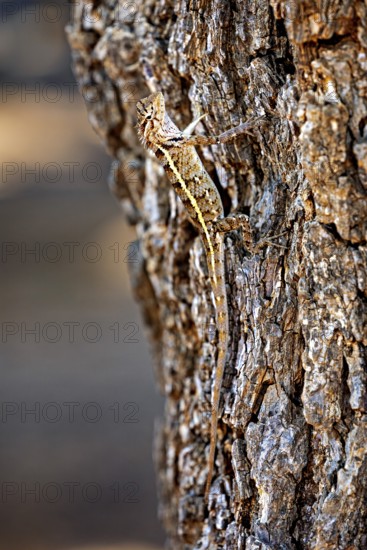 A lizard climbs up a textured tree bark, Oriental garden agama (Calotes versicolor) in Yala National Park Sri Lanka