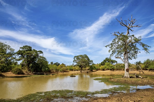 A quiet pond surrounded by green trees, under a blue sky with some clouds, the scenery of Sri Lanka's Yala National Park