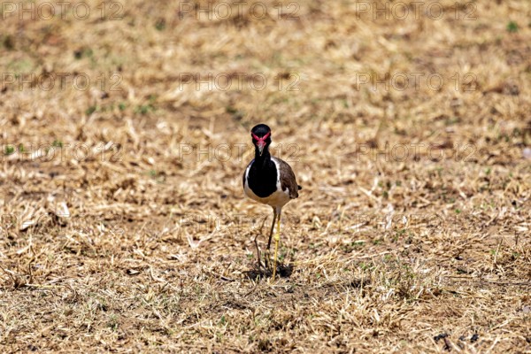 A bird stands in a dry grassland, red lapwing (Vanellus indicus) in Yala National Park Sri Lanka