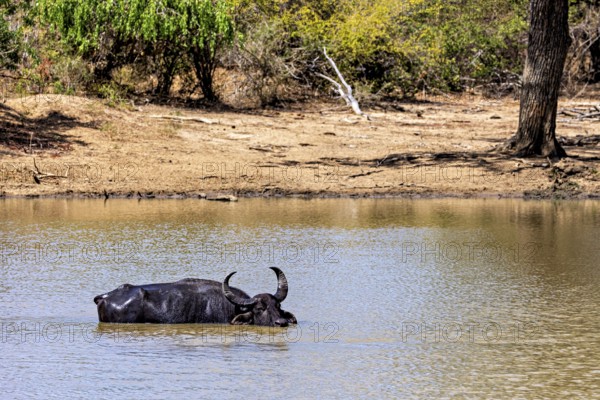 A lone buffalo stands in the water at the edge of the forest, the atmosphere seems calm, water buffalo (Bubalus bubalis) at a waterhole in Yala National Park Sri Lanka