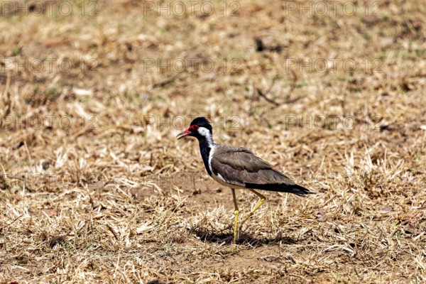 A bird sideways on brown, dry grass, red lapwing (Vanellus indicus) in Yala National Park Sri Lanka