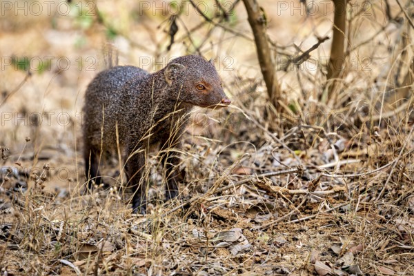 A mongoose stands in the dry deciduous forest between grasses and shrubs, Red-brown mongoose (Urva smithii) in Yala National Park Sri Lanka