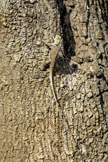 Lizard on tree bark, perfectly camouflaged, basking in the light, Oriental garden agama (Calotes versicolor) in Yala National Park in Sri Lanka