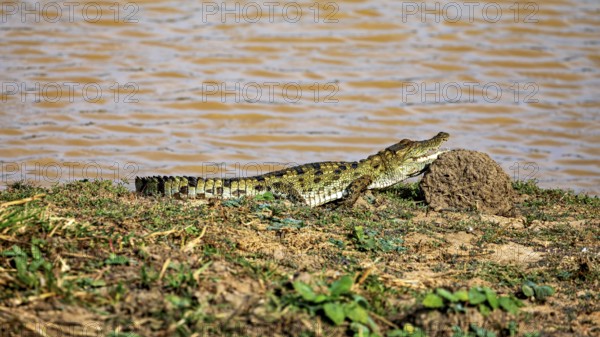 A crocodile lies on the river bank next to a sandy hill under the sun, swamp crocodile in Yala National Park Sri Lanka (Crocodilus palustris)