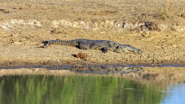 A crocodile rests on the bank of a water body under the sun, with green reflections in the water, Saltwater crocodile (Crocodylus porosus) in Yala National Park in Sri Lanka