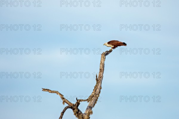 An eagle resting on a branch against a clear blue sky, A Brahmin harrier (Haliastur indus) in Sri Lanka