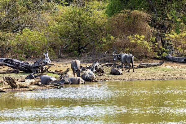 Buffaloes resting by the water, surrounded by green trees, a peaceful nature scene, water buffaloes (Bubalus bubalis) at a waterhole in Yala National Park Sri Lanka