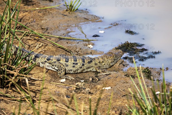 A crocodile lies on the sandy shore of a body of water, surrounded by plants, swamp crocodile in Yala National Park Sri Lanka (Crocodilus palustris)