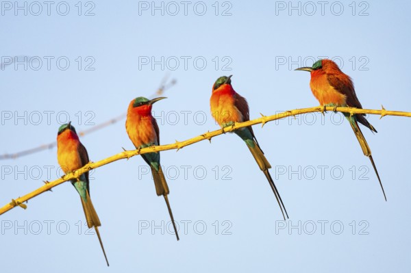 Carmine Bee-eater (Merops nubicus) South Luangwa NP Zambia August
