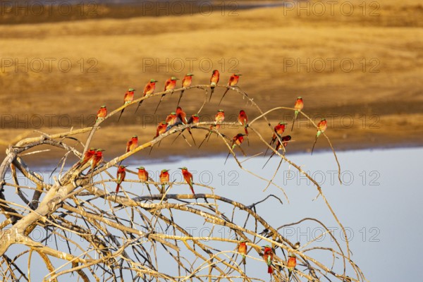 Carmine Bee-eater (Merops nubicus) Gathering at thebreeding ground South Luangwa NP Zambia August