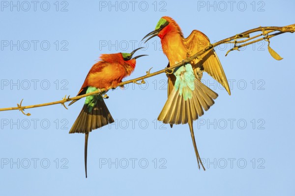 Carmine Bee-eater (Merops nubicus) Courtship behavier South Luangwa NP Zambia August