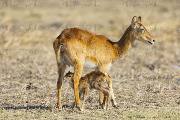 Puku (Kobus vardoni) female with new born fawn Zambia August
