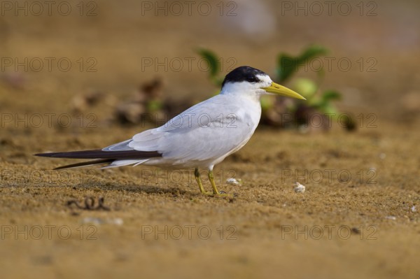 A yellow-billed tern on sandy ground, surrounded by a little green vegetation, Large-billed Tern (Phaetusa simplex), Rio Negro, Pantanal, UNESCO Biosphere Reserve, Mato Grosso, Brazil