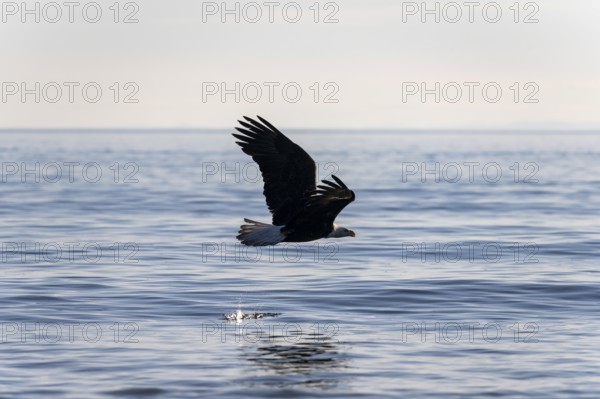 Bald eagle (Haliaeetus leucocephalus) in flight over the sea, Anchor Point at Cook Inlet, Anchor River State Recreation Area, Alaska, USA