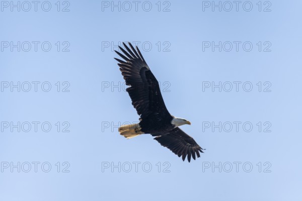 Bald eagle (Haliaeetus leucocephalus) in flight, Anchor Point at Cook Inlet, Anchor River State Recreation Area, Alaska, USA