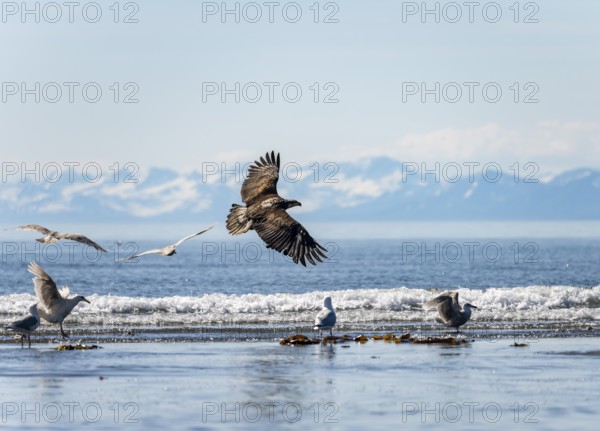 Bald eagle (Haliaeetus leucocephalus) in flight, Anchor Point at Cook Inlet, white mountain peaks of the Aleutian chain in the background, Anchor River State Recreation Area, Alaska, USA