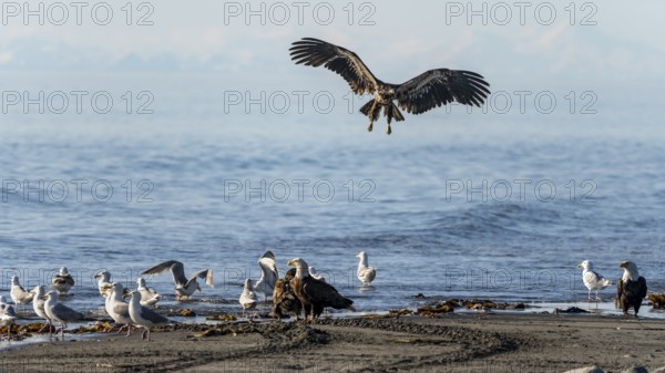 Bald eagle (Haliaeetus leucocephalus) landing on the beach next to gulls and eagles, Anchor Point at Cook Inlet, white mountain peaks of the Aleutian chain in the background, Anchor River State Recreation Area, Alaska, USA