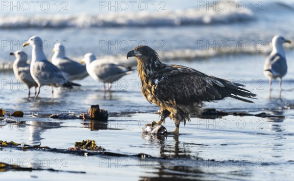 Bald eagle (Haliaeetus leucocephalus) on the beach with prey, Anchor Point, Cook Inlet, Anchor River State Recreation Area, Alaska, USA