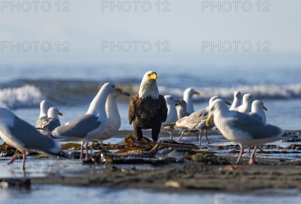 Bald eagle (Haliaeetus leucocephalus) sitting on the beach among gulls, Anchor Point, Cook Inlet, Anchor River State Recreation Area, Alaska, USA