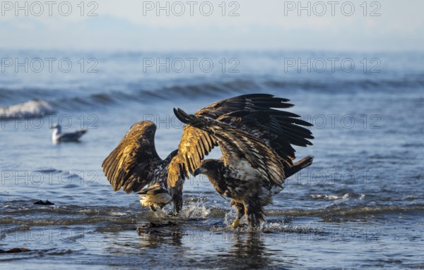 Two bald eagles (Haliaeetus leucocephalus) fighting on the beach in the ocean, Anchor Point, Cook Inlet, Anchor River State Recreation Area, Alaska, USA