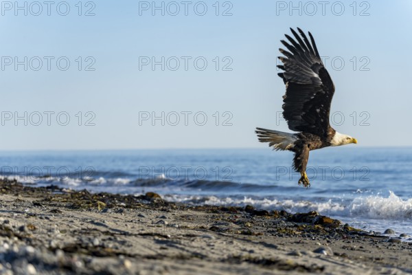 Bald eagle (Haliaeetus leucocephalus) taking off from the beach, Anchor Point, Cook Inlet, Anchor River State Recreation Area, Alaska, USA