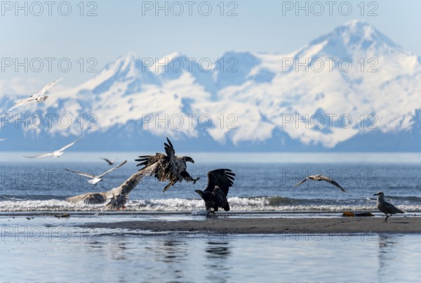 Bald eagle (Haliaeetus leucocephalus) landing on the beach among seagulls, Anchor Point, Cook Inlet, glaciated peaks of the Aleutian chain with summit Mount Iliamna, Anchor River State Recreation Area, Alaska, USA