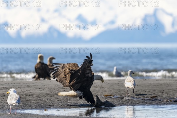 Bald eagle (Haliaeetus leucocephalus) landing on the beach with prey, Anchor Point at Cook Inlet, Anchor River State Recreation Area, Alaska, USA
