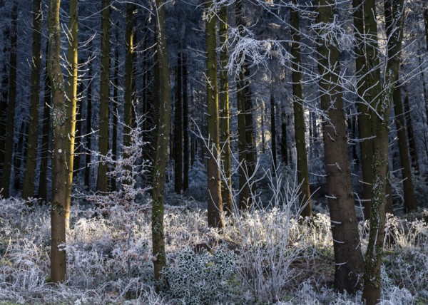 Wintery forest with hoarfrost on Königstuhl mountain, Rhein-Neckar district, Baden-Württemberg, Germany