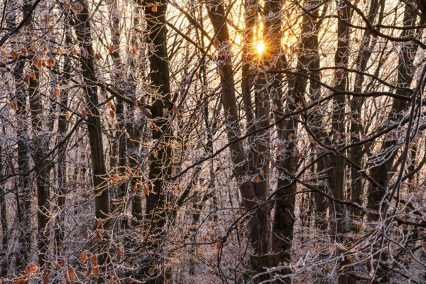 Wintery forest with hoarfrost on Königstuhl mountain, evening light, sunset, Rhein-Neckar district, Baden-Württemberg, Germany