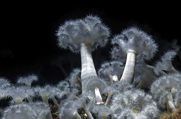 Sea anemone (Metridium senile), Ozeaneum, Hanseatic City of Stralsund, Mecklenburg-Western Pomerania, Germany