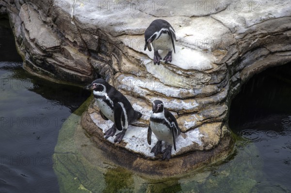 Humboldt penguin (Spenuiscus humboldti), penguin enclosure, Ozeaneum, Natukundemuseum, Stralsund, Mecklenburg-Vorpommern, Germany