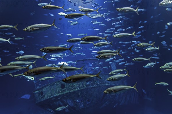 Fish in the huge aquarium in the Ozeaneum, Hanseatic City of Stralsund, Mecklenburg-Western Pomerania, Germany