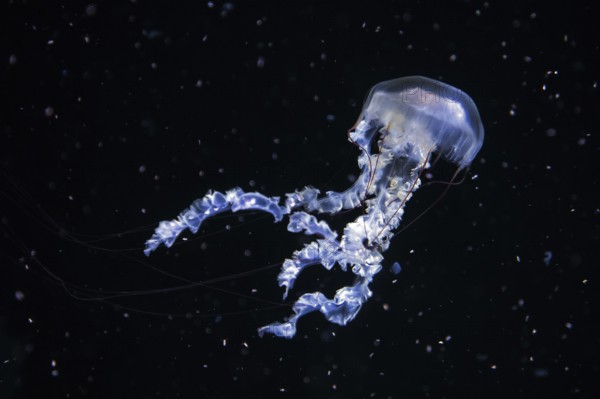 Jellyfish, compass jellyfish (Chrysaora hysoscella), Ozeaneum, Hanseatic City of Stralsund, Mecklenburg-Western Pomerania, Germany