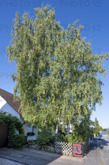Fifty-year-old birch (Betula) in the front garden of a housing estate, Eckental, Middle Franconia, Bavaria, Germany