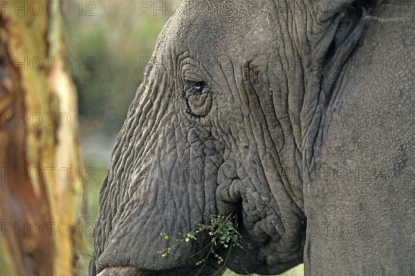 Elephant (Loxodonta africana), Serengeti, Tanzania, Africa, June 2000, vintage, retro, old, historical