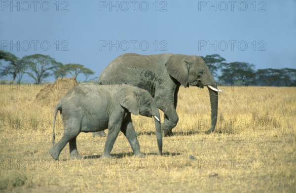 Elephant with young (Loxodonta africana), Serengeti, Tanzania, Africa, June 2000, vintage, retro, old, historical