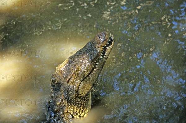 Nile crocodile (Crocodylus niloticus), crocodile farm, Victoria Falls, Zimbabwe, Africa, June 2000, vintage, retro, old, historical
