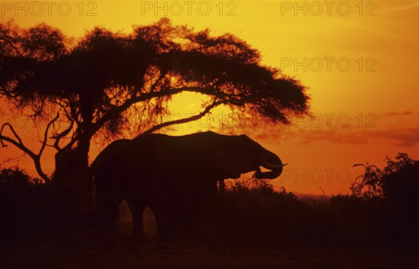 Elephant at sunrise in Amboseli National Park, orange filter, Kenya, Africa, June 2000, vintage, retro, old, historic