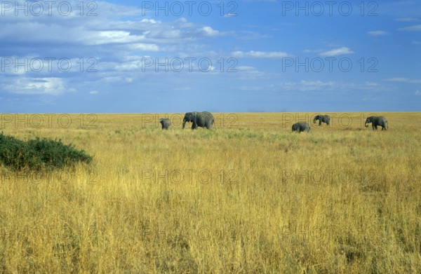 Herd of elephants (Loxodonta africana) in the Serengeti, Tanzania, Africa, June 2000, vintage, retro, old, historical